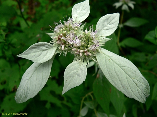{Pycnanthemum pycnanthemoides}